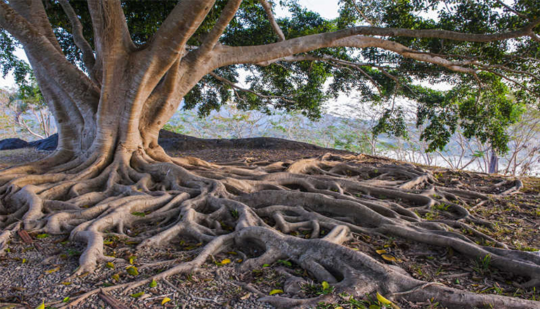 表面树根问题的美化技巧如何处理院子里的地上根