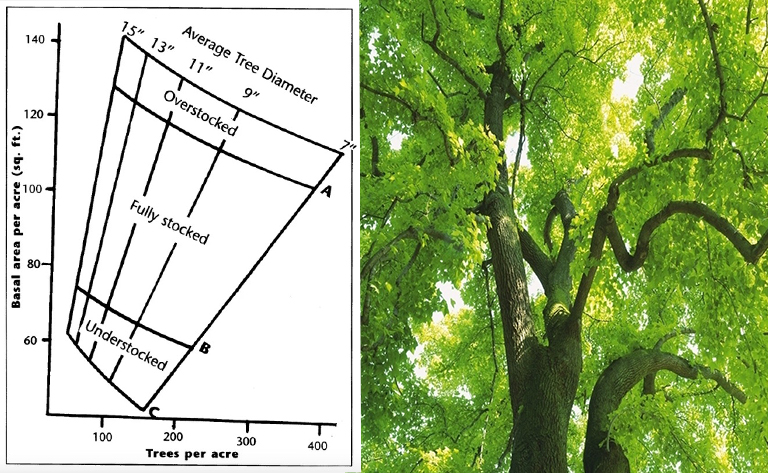 了解树木基础区域-林业人员用它来确定区域中树木的存量百分比