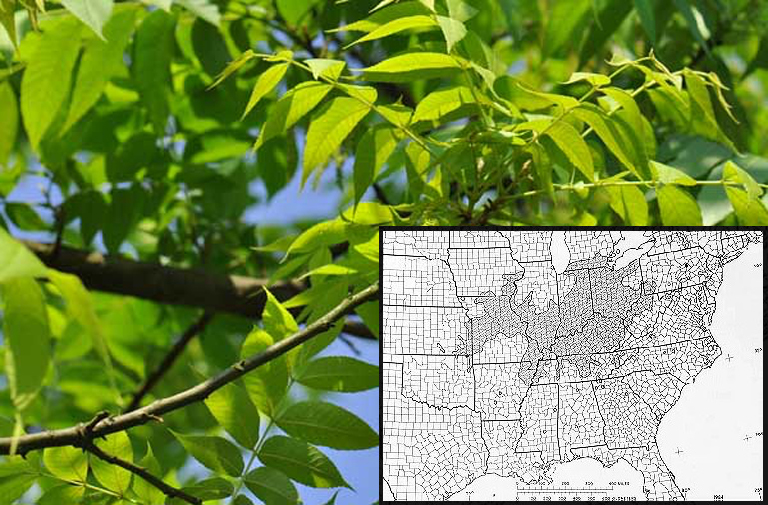 Shellbark山胡桃最大的山胡桃叶子-北美前100名常见树