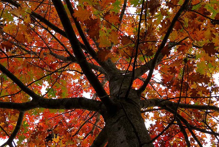 一种快速简便的方法来识别50棵北美常见树-树叶钥匙