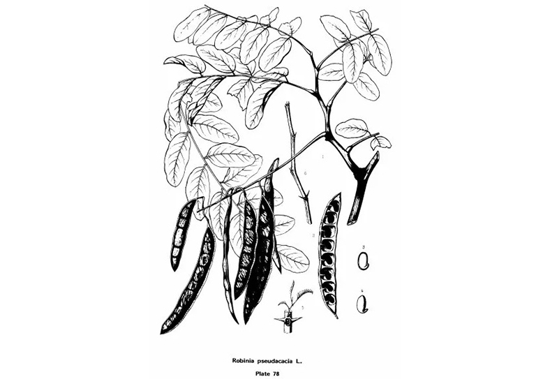 查尔斯·斯普拉格·萨金特的美国东部常见树木插图（二）