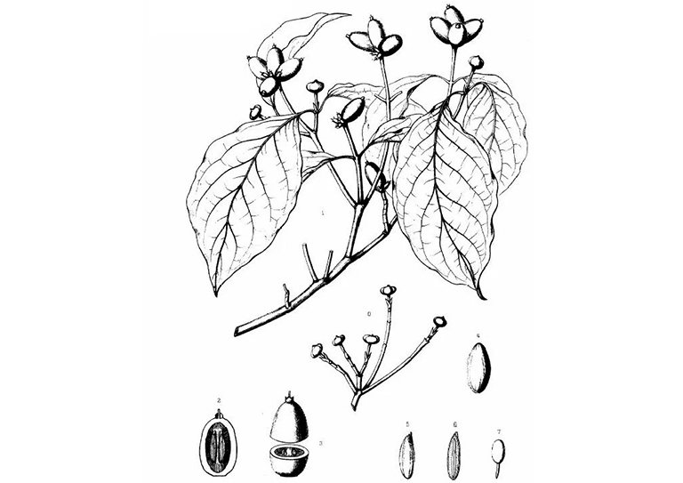 查尔斯·斯普拉格·萨金特的美国东部常见树木插图（三）