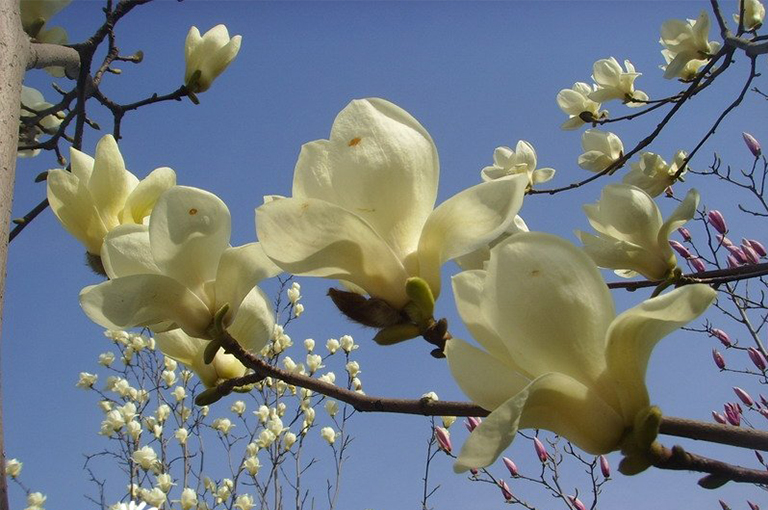 Saucer Magnolia日本木兰花树的特征-北京圣园工程