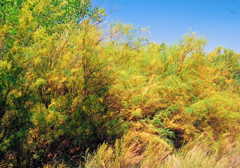 Saltcedar柳-一种常见入侵性非本地树对西部水生环境的威胁巨大
