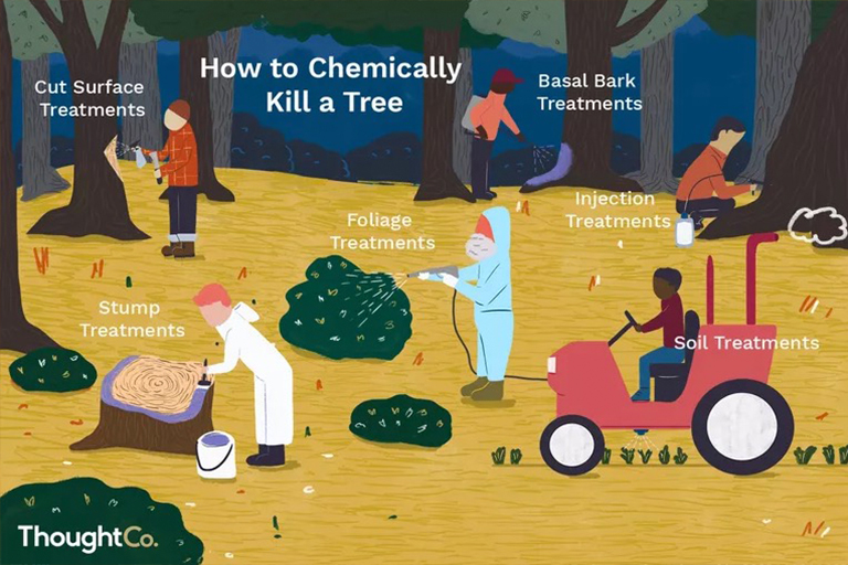 化学杀死树木的6种方法-请遵循以下提示以安全有效地清除树木