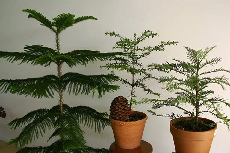成长和照顾诺福克岛松-伟大的容器生长的针叶树屋植物