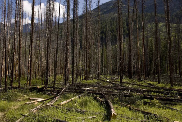 规定的火灾和控制性烧伤-控制森林火灾以获取生态效益