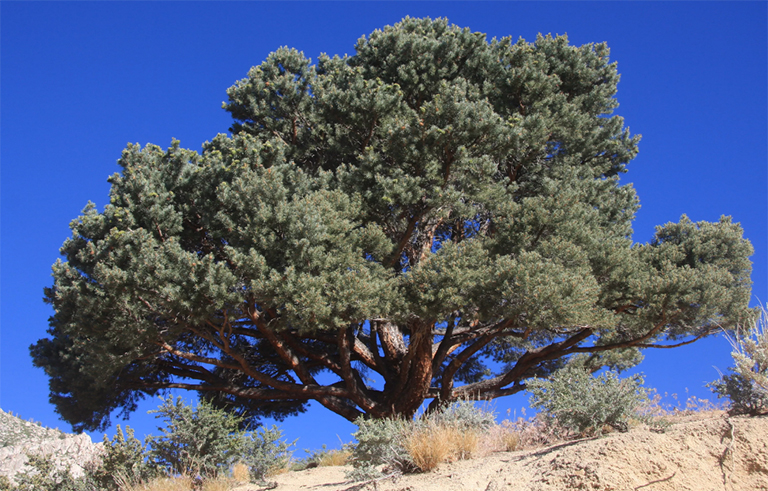 Pinyon Pine-北美排名前100的普通树
