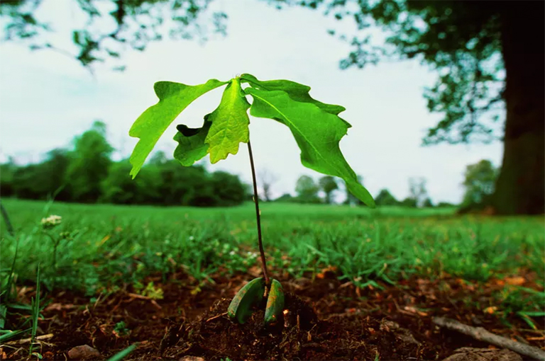 种植橡子并种橡树