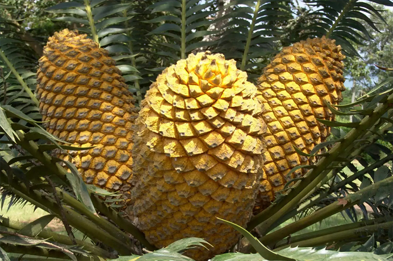 什么是裸子植物-裸子植物是产生锥果和种子的无花植物