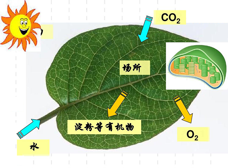 植物光合作用词汇术语和定义-光合作用词汇表以供查看或抽认