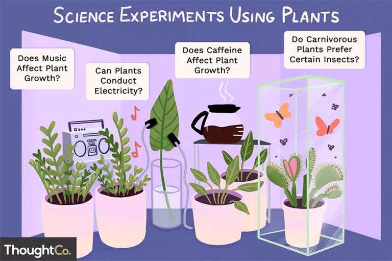 使用植物进行科学实验的23种想法