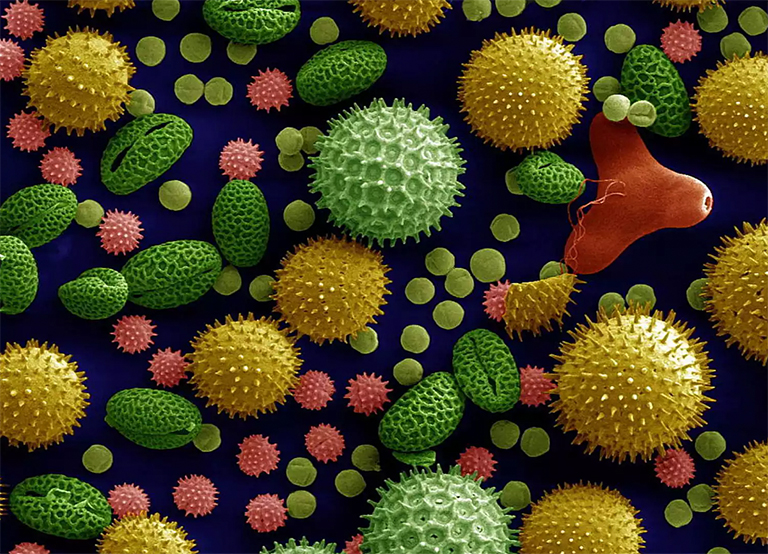 关于花粉的10个事实粉的10个事实