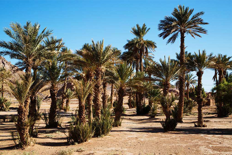 沙漠植物百科全书-美国加州棕榈树