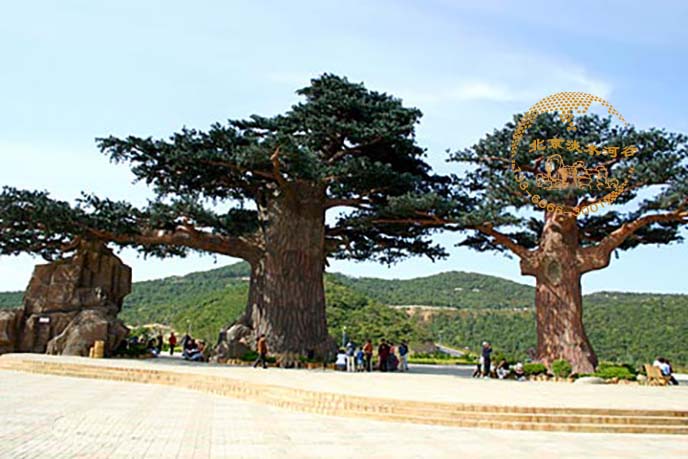 仿真松树