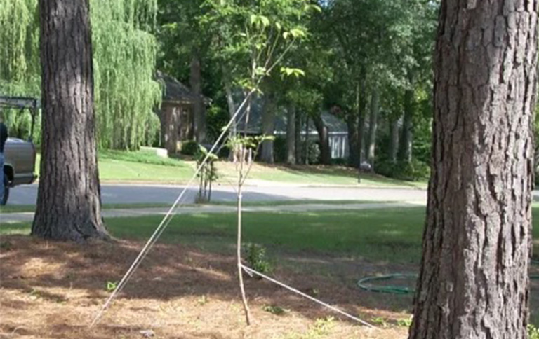 仿真树.jpg 仿真树