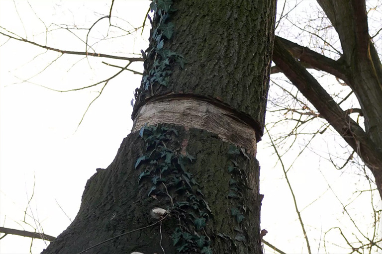 仿真树.jpg 仿真树