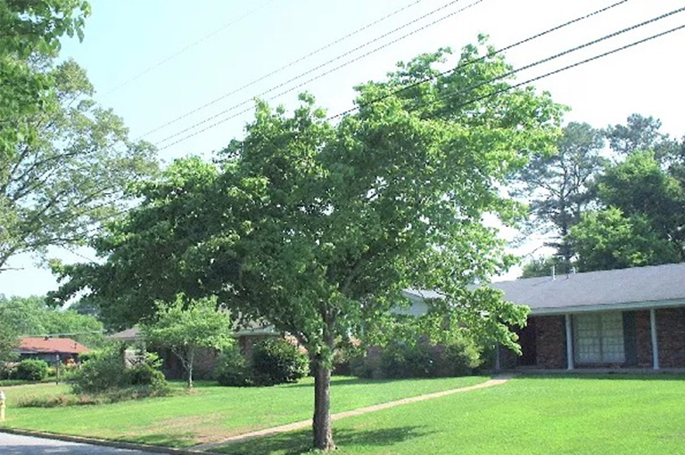仿真树.jpg 仿真树