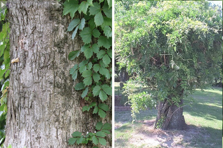 仿真树.jpg 仿真树