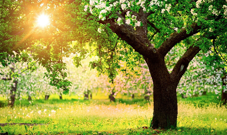 真树养护之对树木做十件事可以更好的避免树木的损害