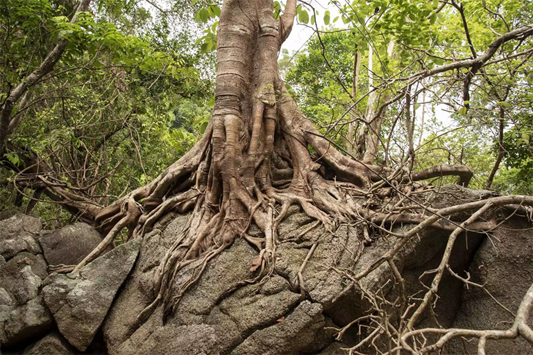 仿真树.jpg 仿真树