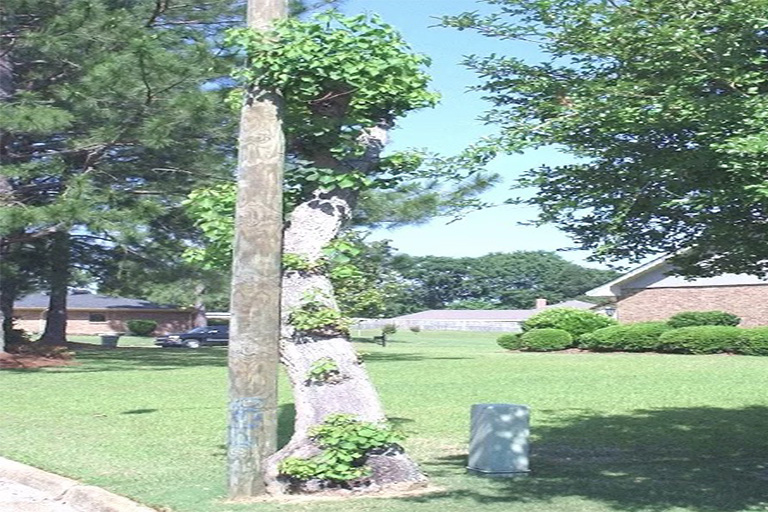 仿真树.jpg 仿真树