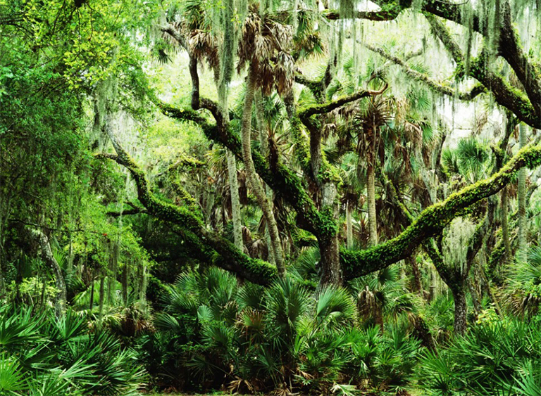 奥卡拉国家森林公园在佛罗里达