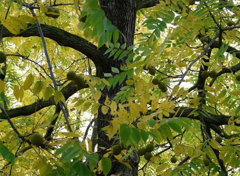熟知识别,收集和收获黑胡桃步骤有助于制作仿真树黑胡桃树