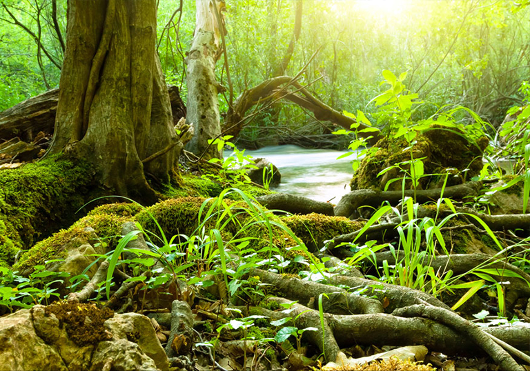 热带雨林与生物多样性热雨林如何改善全球环境健康