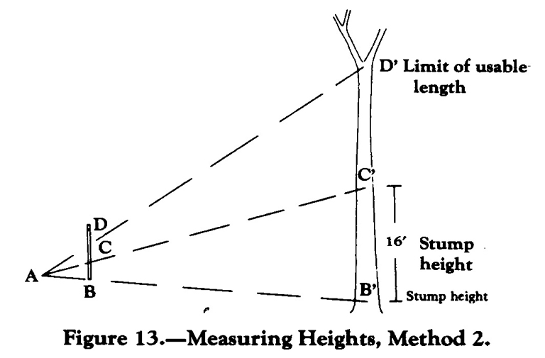 用Biltmore棍子测量树木可贸易高度