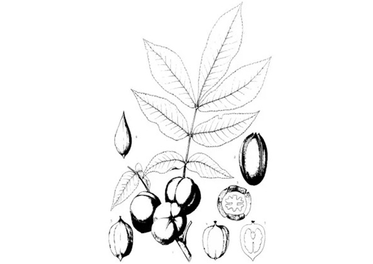 查尔斯·斯普拉格·萨金特的美国东部常见树木插图(三)