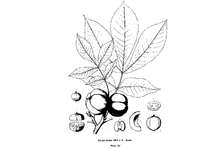 Shagbark山核桃