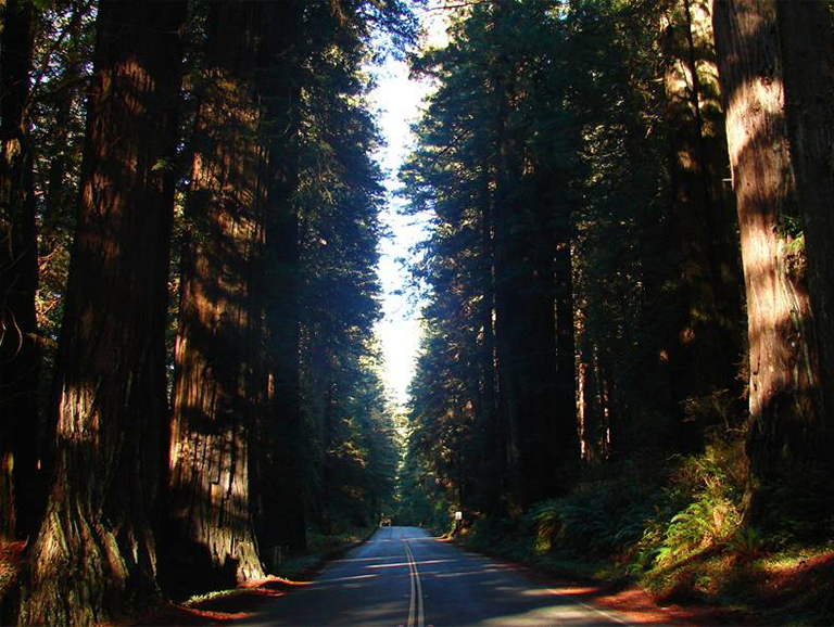 加州红杉