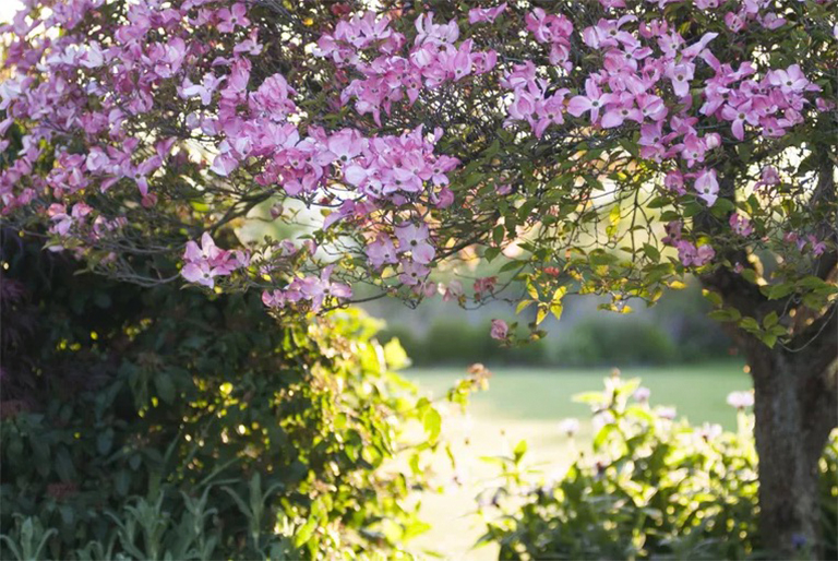 山茱花树