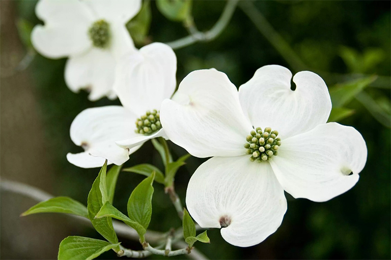 山茱花树