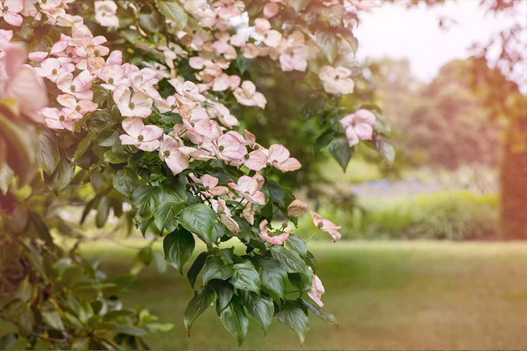 山茱花树