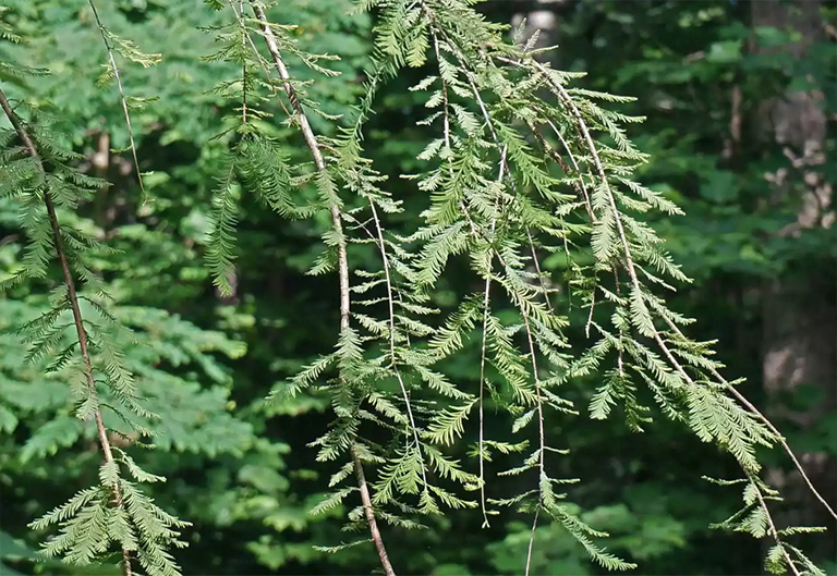 红木生殖生物学