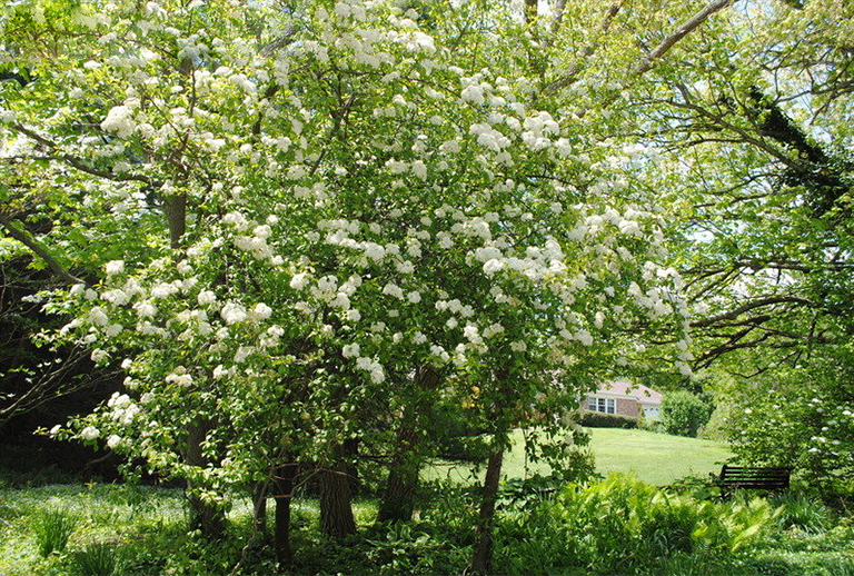 Blackhaw viburnum