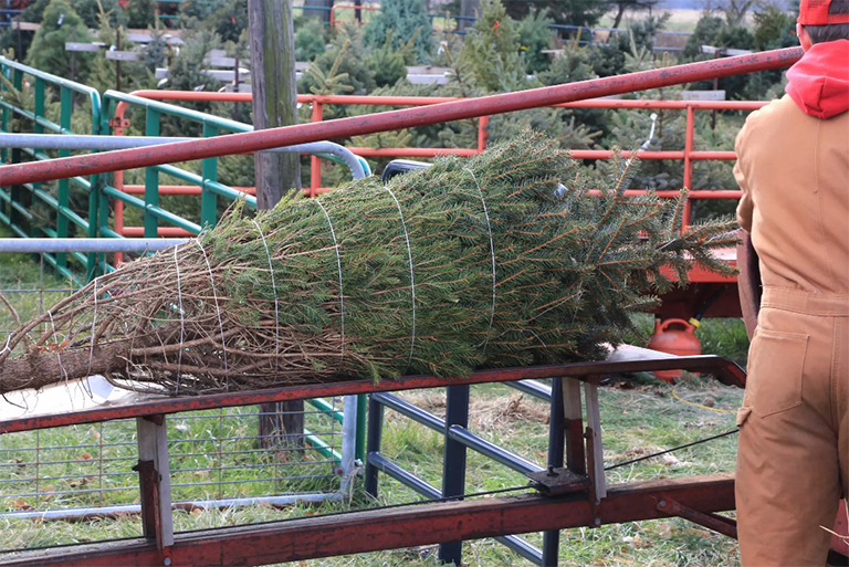 常绿的树被包裹用于圣诞节