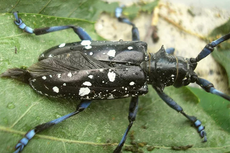 亚洲长角甲虫