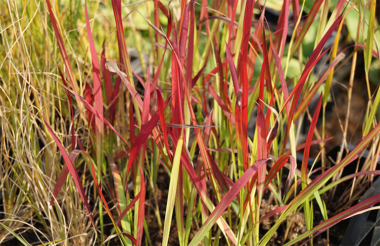 Imperata cylindrica