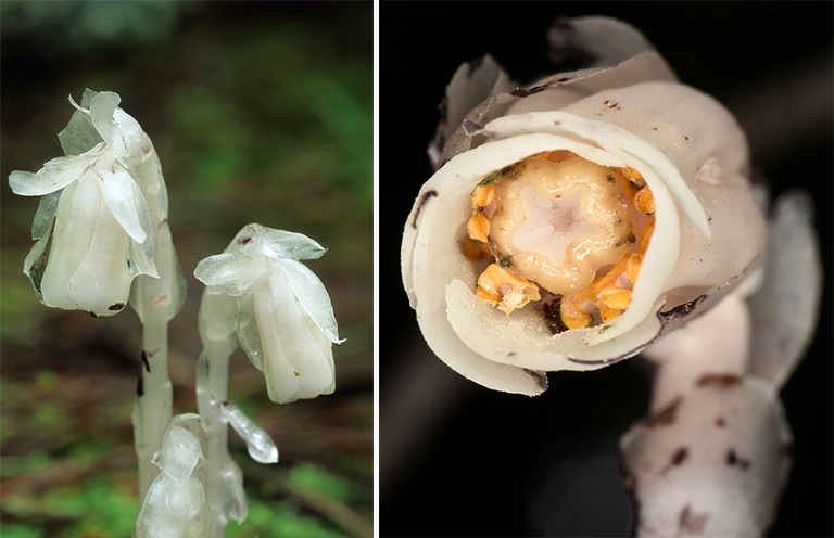 Monotropa uniflora