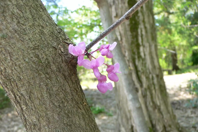 紫荆花树开花