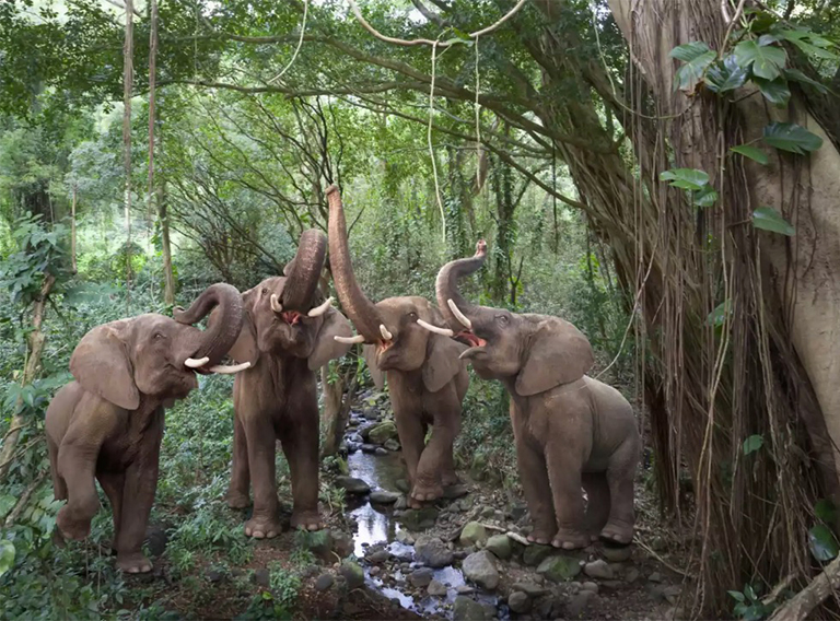 雨林中的大象