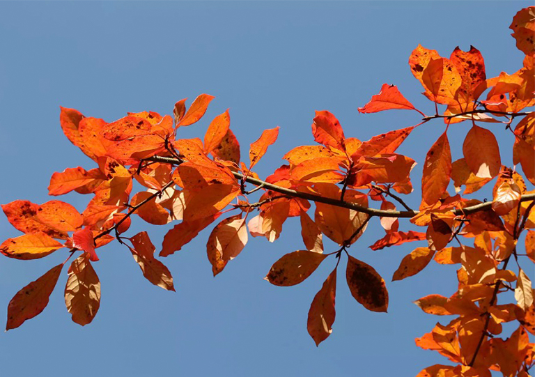 黑tupelo树秋天的树叶