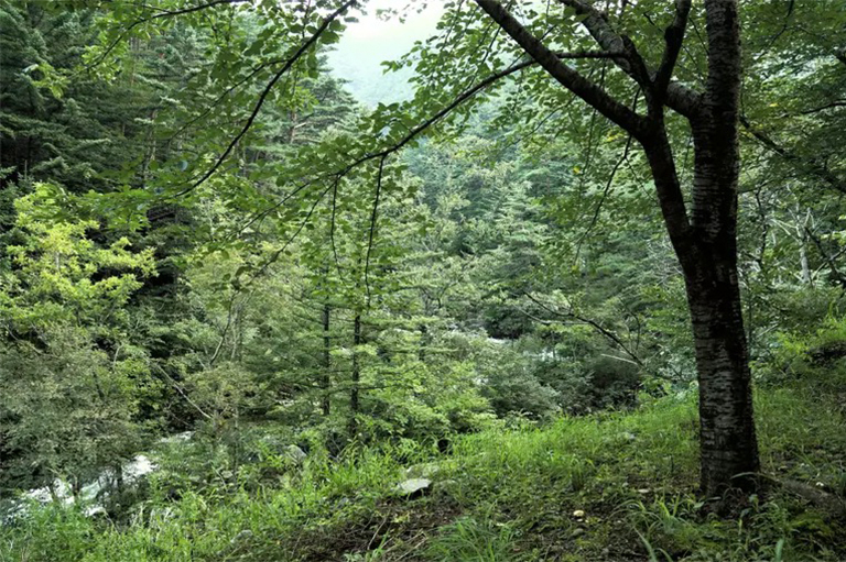 森林生态系统