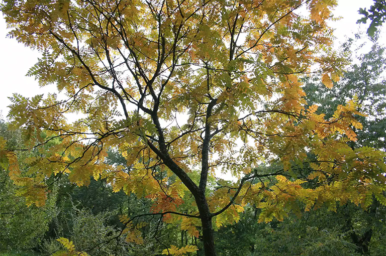 金雨树（Koelreuteria paniculata）