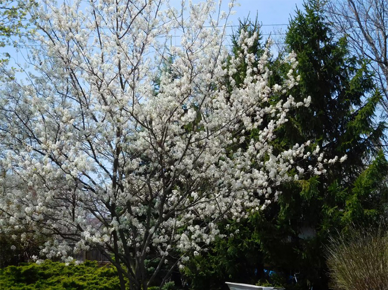 风景优美的环境中的Serviceberry