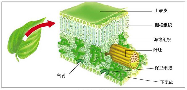 光合作用基础学习指南