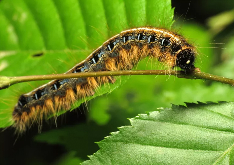 哪只毛毛虫在吃树-如何识别和控制帐篷毛虫/吉普赛蛾和秋天的蠕虫